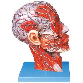 HALF MUSCULAR HEAD WITH VESSELS (SOFT)